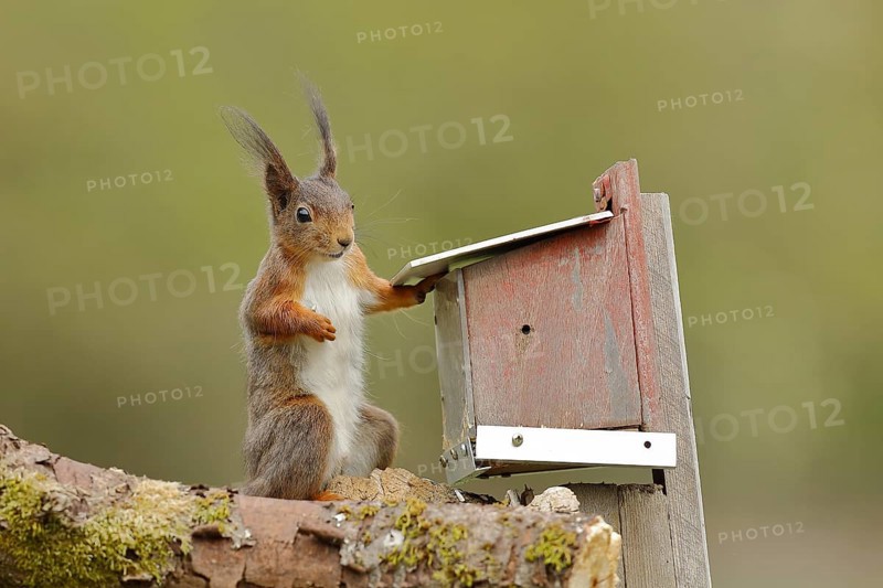 Squirrel