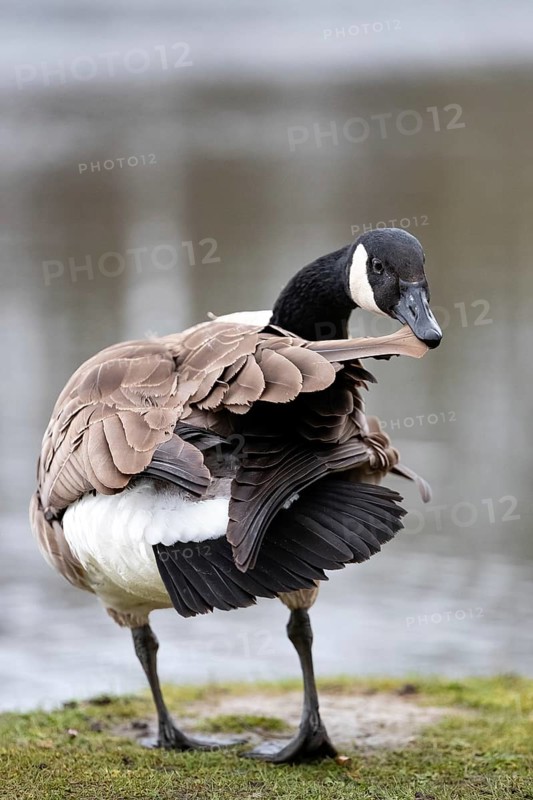 A Canada goose