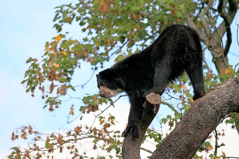 Spectacled bear