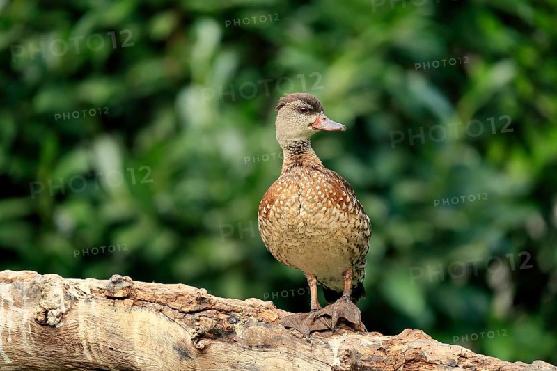 Spotted whistling duck