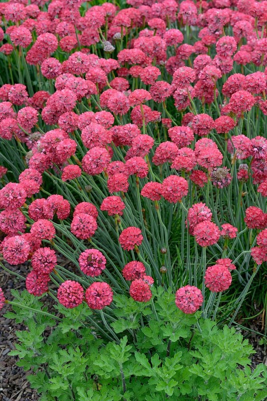 Hybrid Beach Carnation Ornament