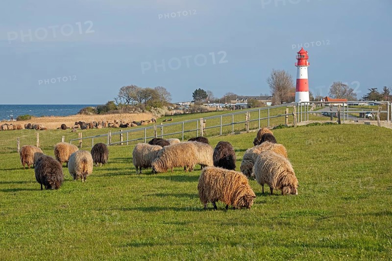 Norwegian sheep in front of lighthouse