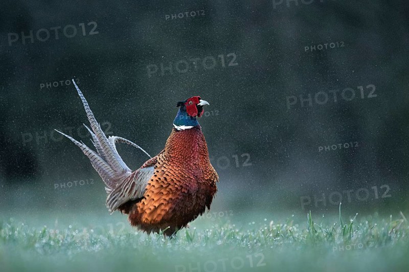 Pheasant