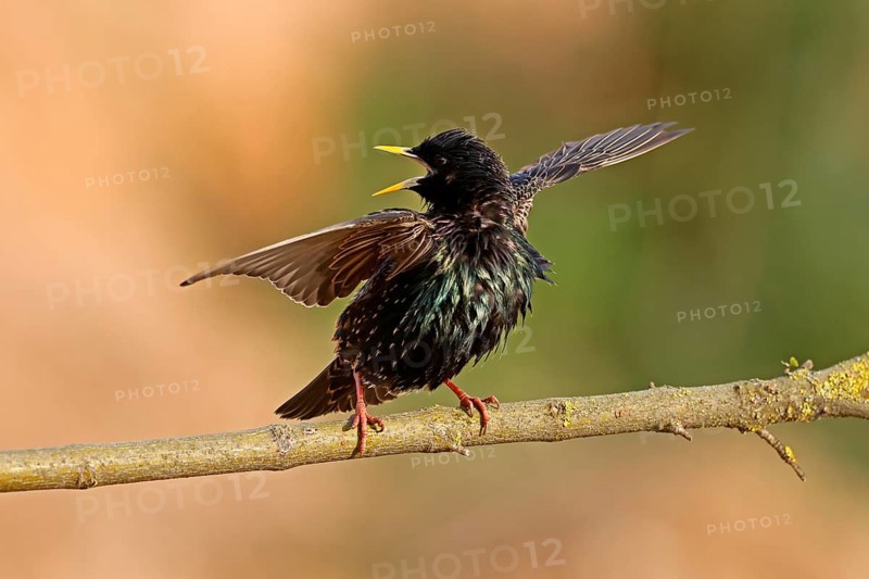 Starling