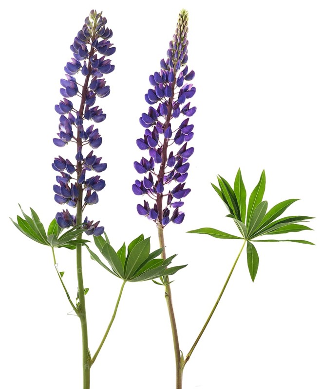 Lupins