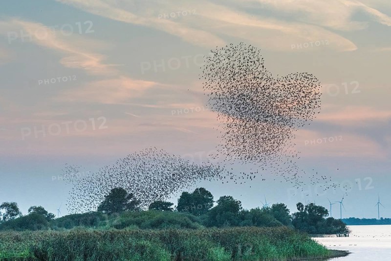 Starlings