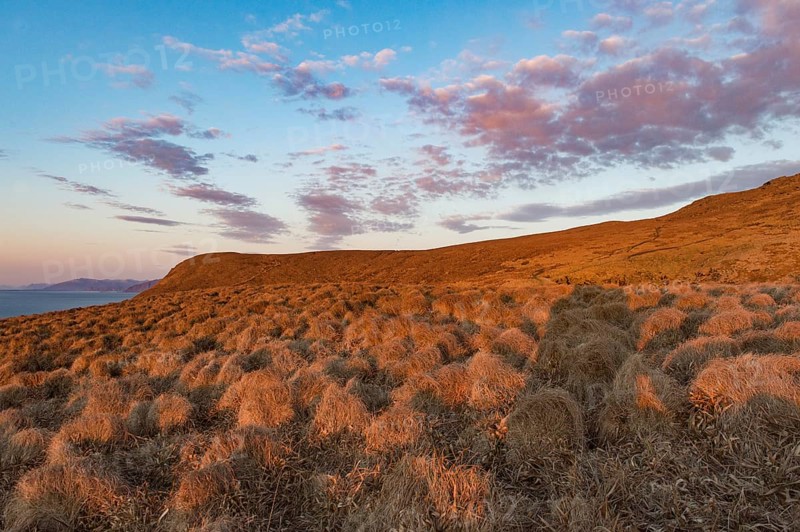 Woolgrass bulb