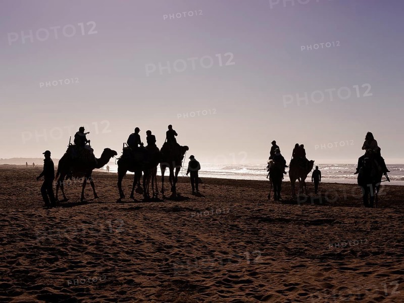 Tourists on camels on the beach