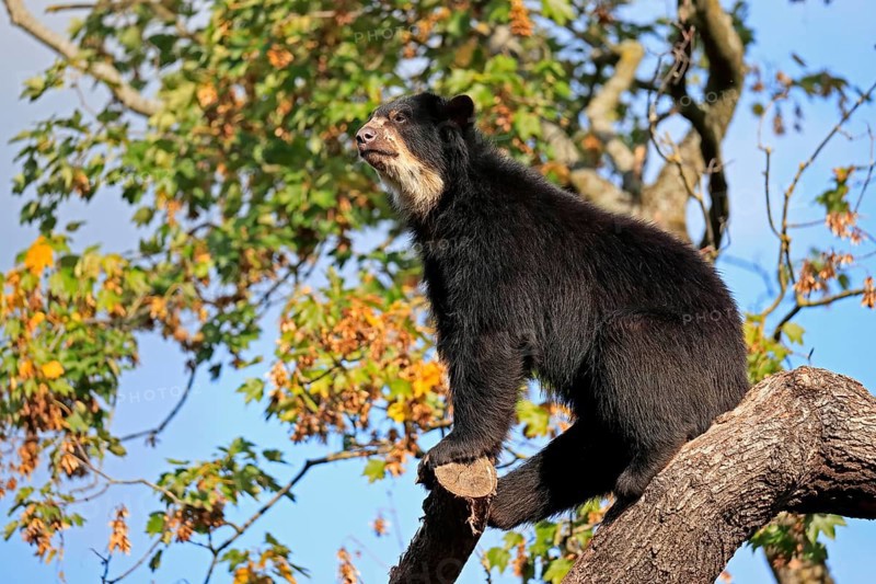 Spectacled bear
