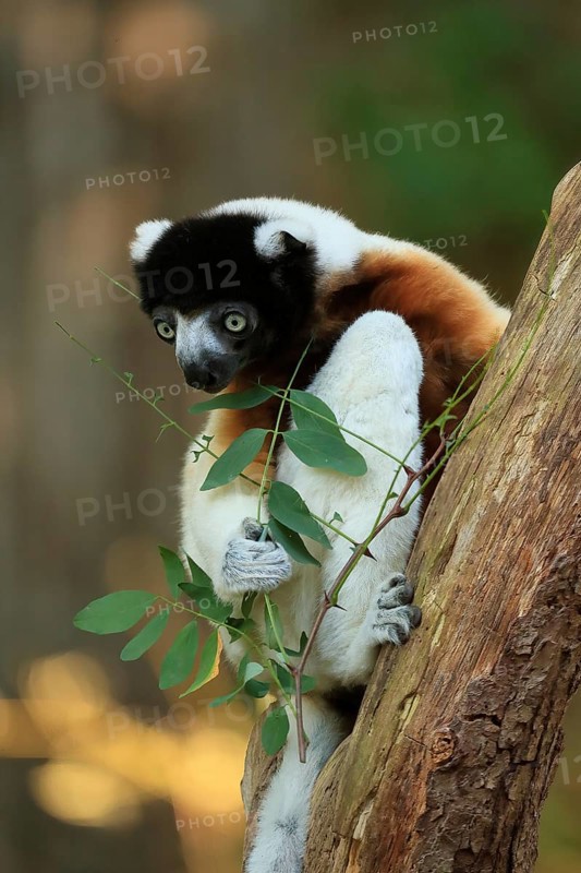 Crowned sifaka