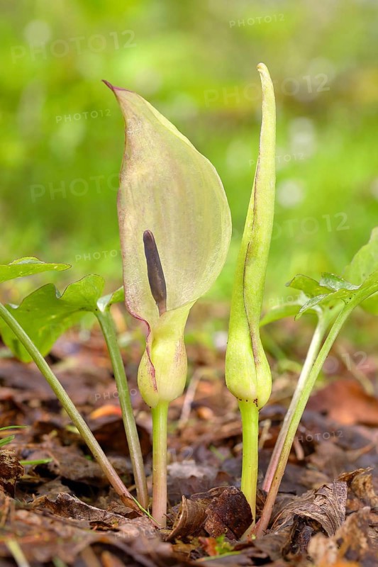 Arum