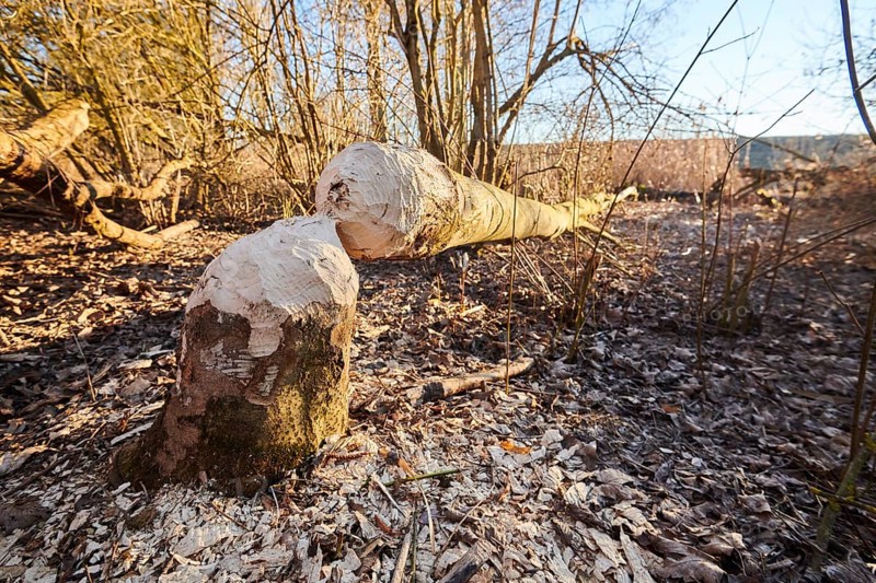 Beaver bite