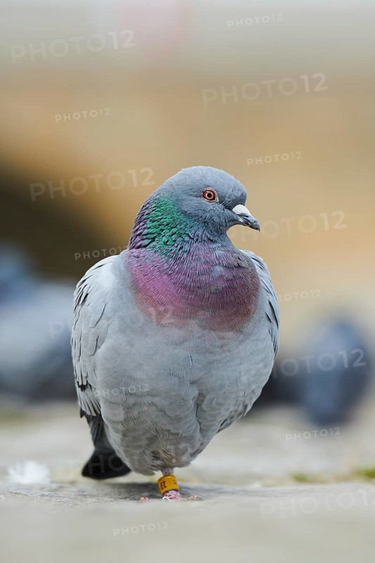 Feral pigeons