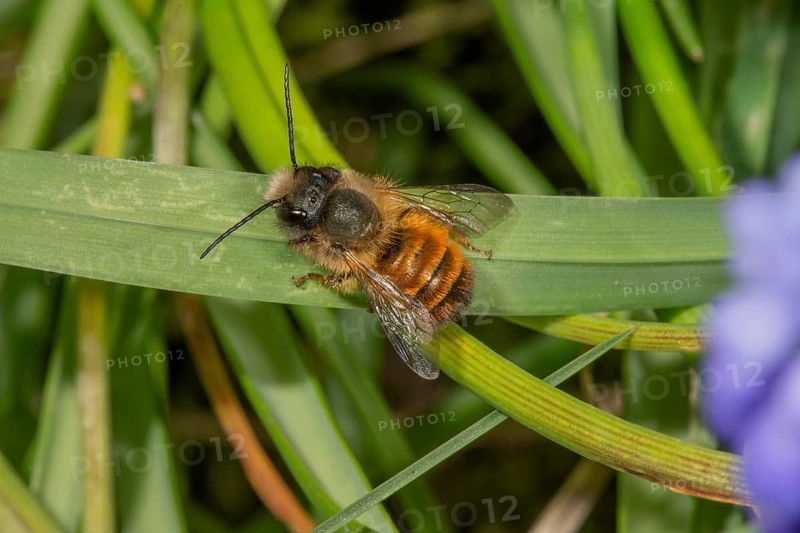 Rusty mason bee