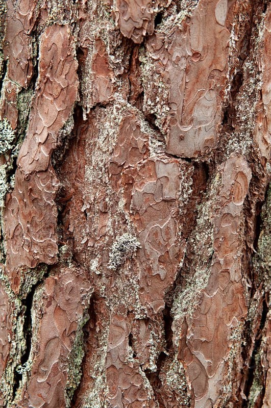 Bark