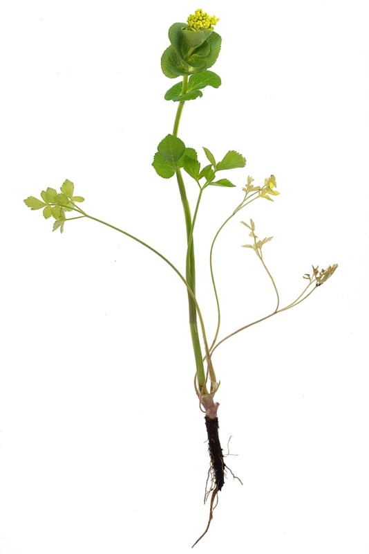 Stem-enclosing yellow umbel