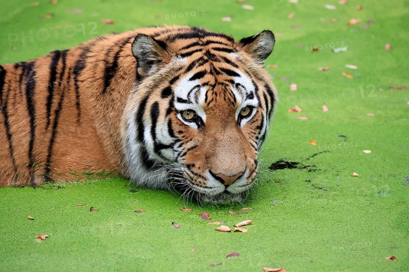 Siberian tiger