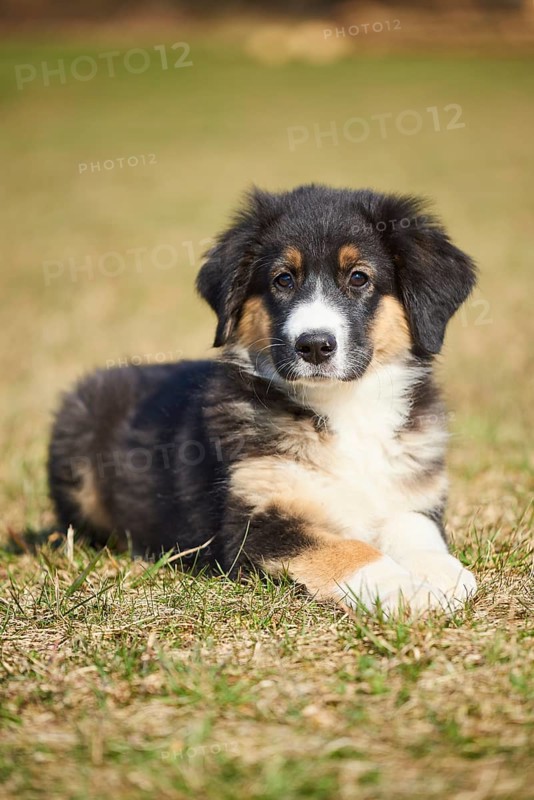 Mixed-bread dog