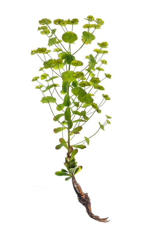 Steppe spurge