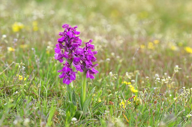Green-winged orchid