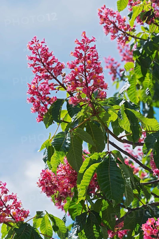 Red flowers of the horse chestnut