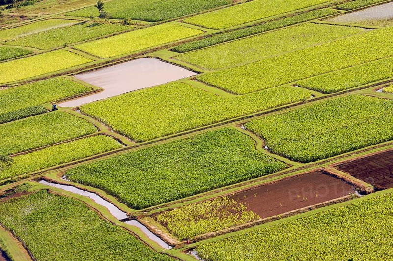 Hanalei valley and taro fields on kauai