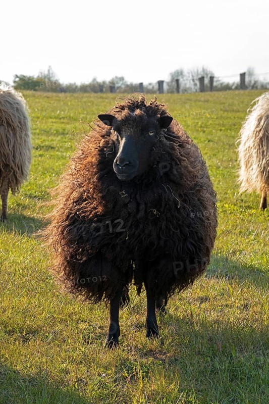Norwegian sheep on the dike