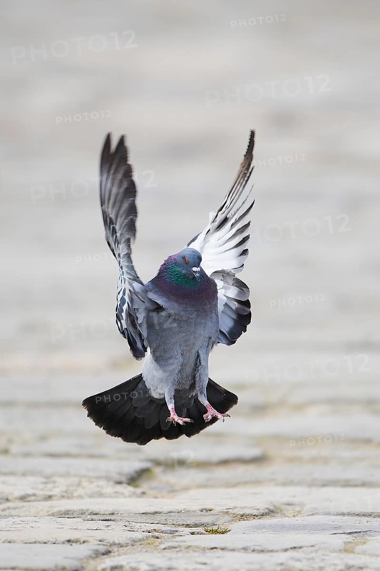 Feral pigeons