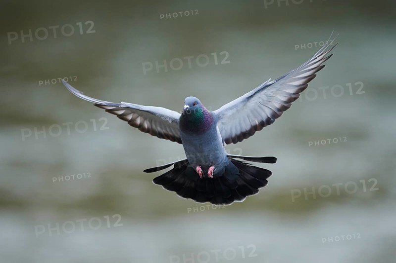 Feral pigeons