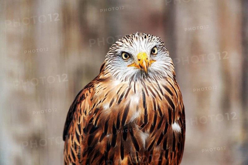 Red kite
