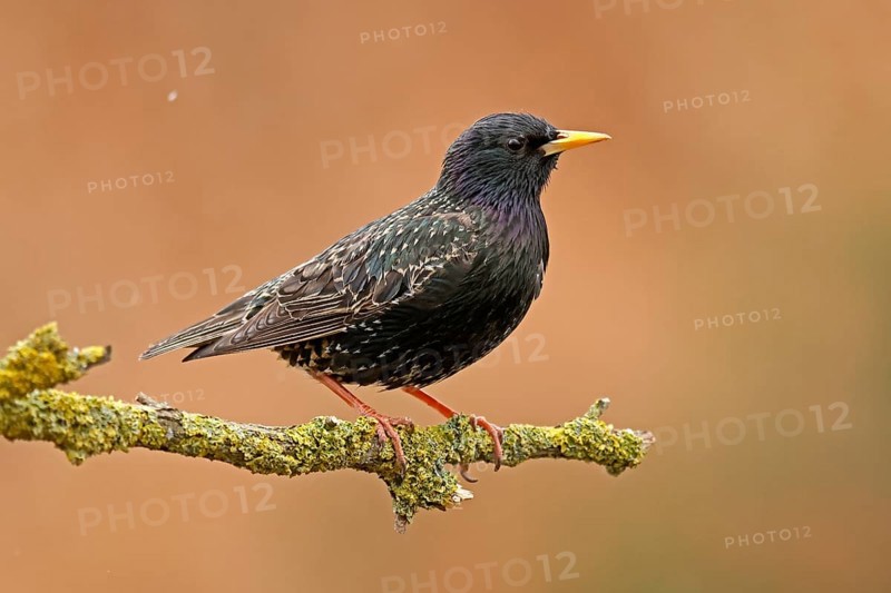 Starling