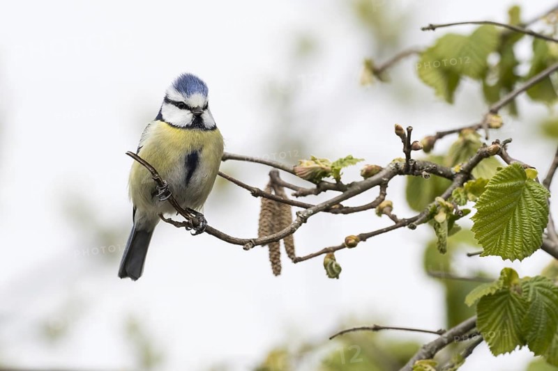 Blue tit