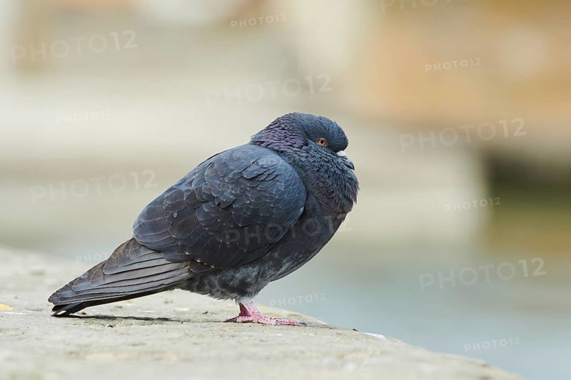 Feral pigeons
