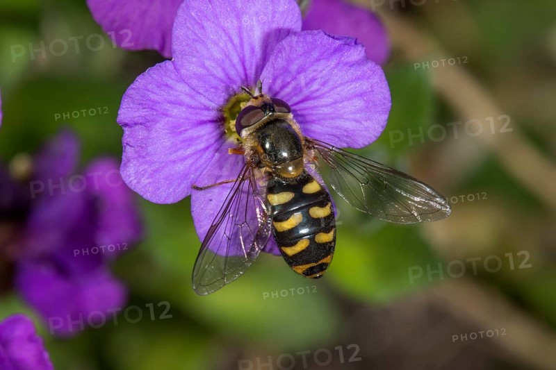 Lapposyrphus lapponicus