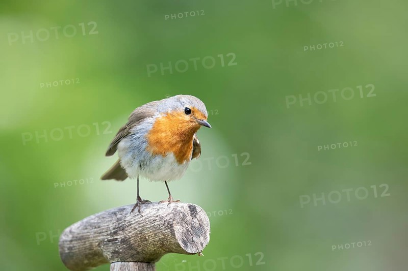 European robin