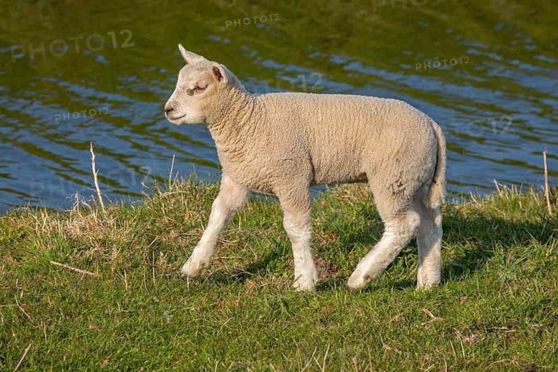 Lamm