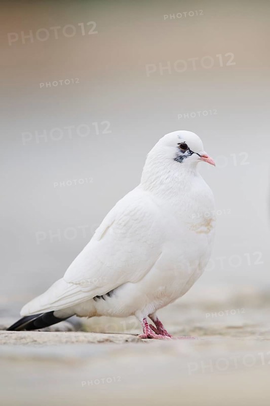 Feral pigeons