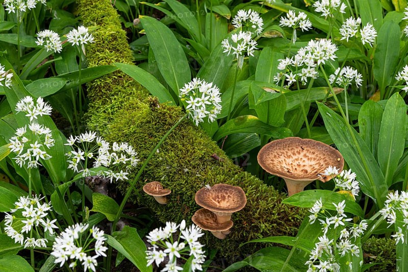 Polyporus tuberaster
