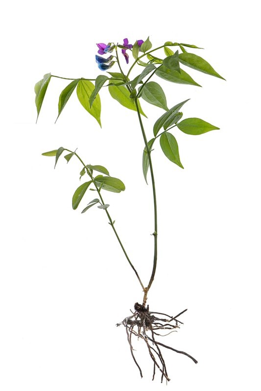 Spring pea