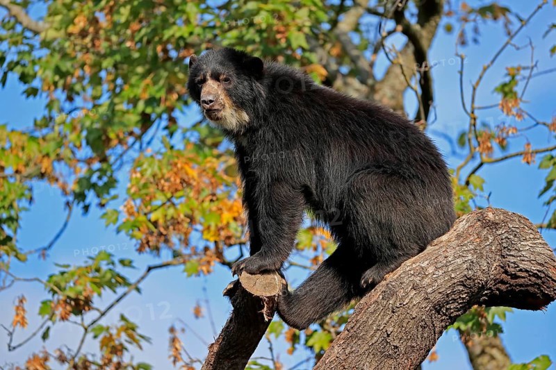 Spectacled bear