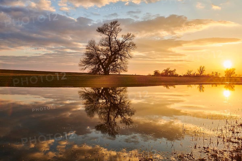 Brittle willow