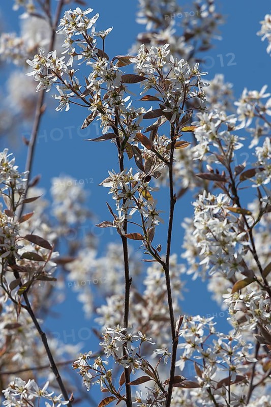 Flowering branches of a weeping pear