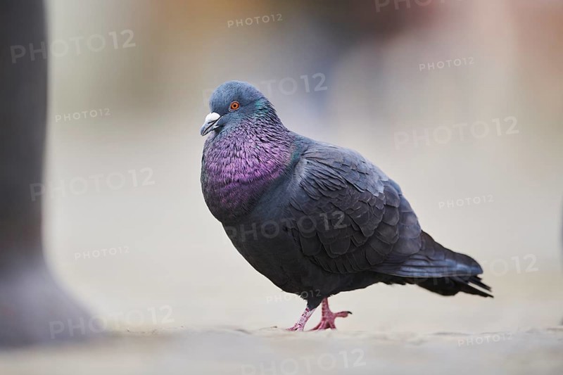 Feral pigeons