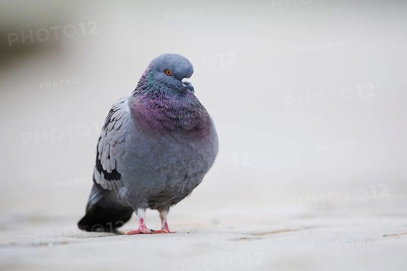 Feral pigeons
