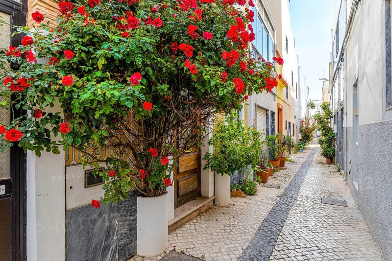Red flowers and other plants decorating the narrow street of Olhao
