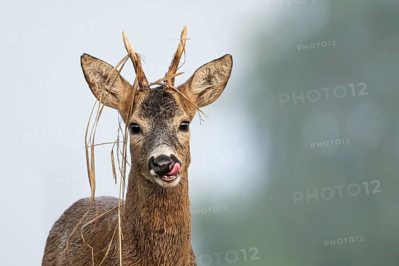 European roe deer