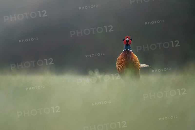 Pheasant