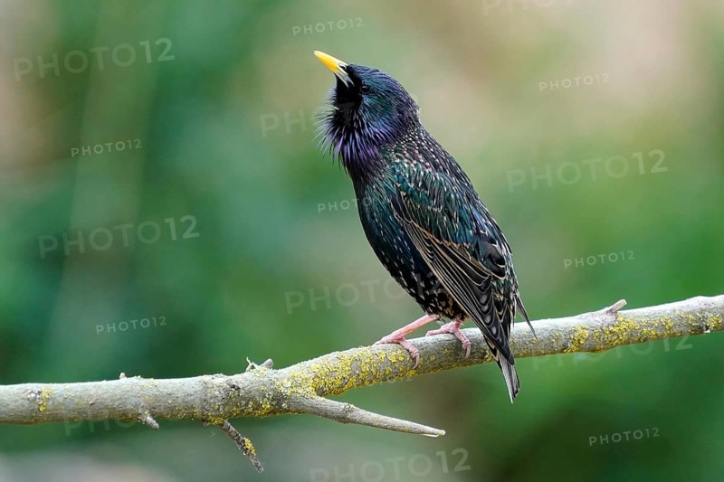 Starling