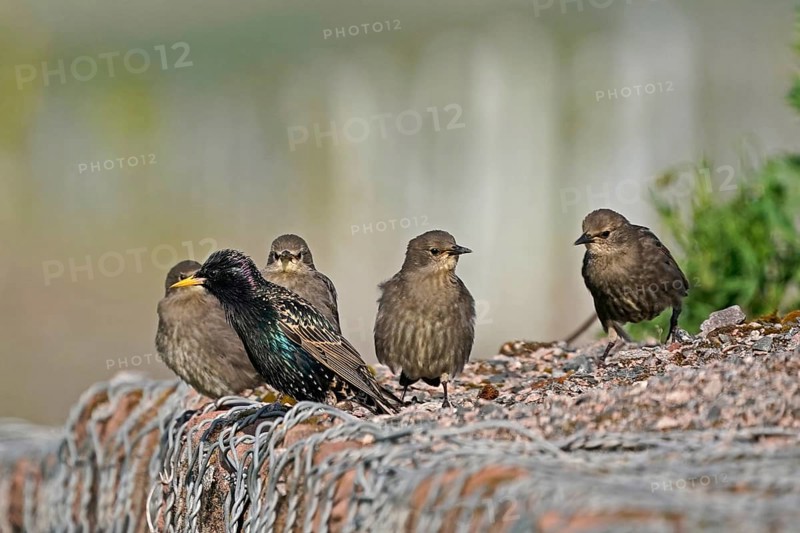Starling