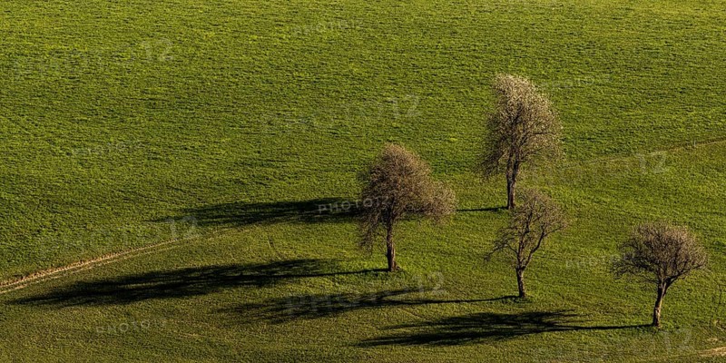 Old pear trees cast shade on the meadow